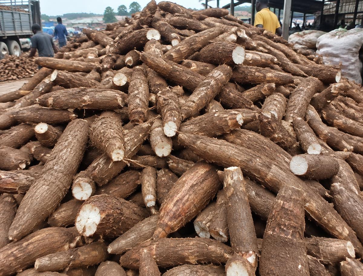 Cassava